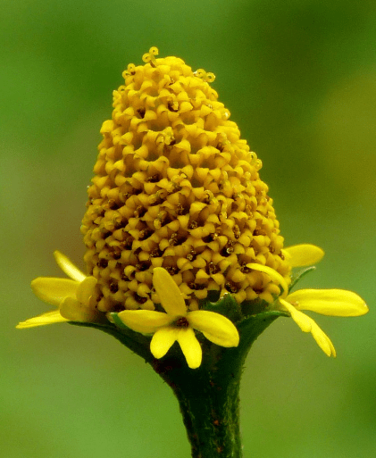 Toothache: Exploring the Remarkable Skin Benefits of Toothache for Facial Care - Dzastina Agata Natural