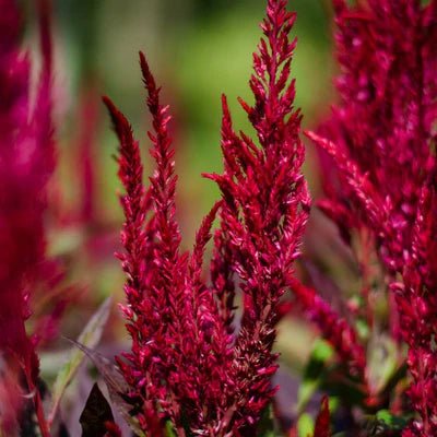 Unlock the Magic of Amaranth Flower Infused Facial Toner: Benefits for Face and Hair Care - Dzastina Agata Natural